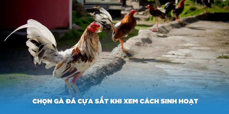 Cách chọn gà đá cựa sắt hay khi xem cách sinh hoạt