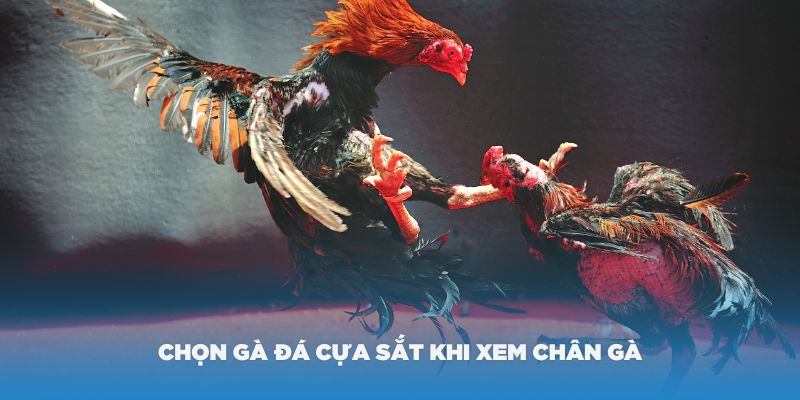 Cách chọn gà đá cựa sắt hay khi xem chân gà