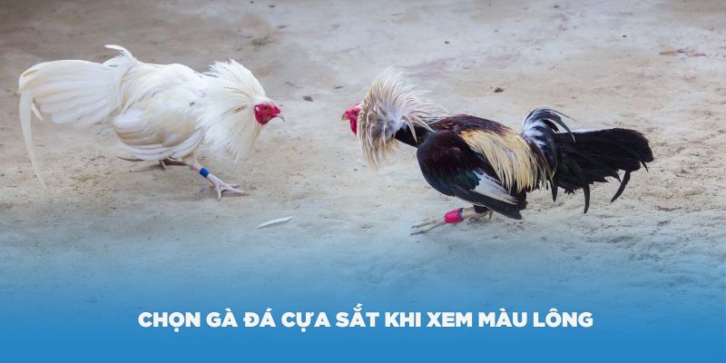 Cách chọn gà đá cựa sắt hay khi xem màu lông