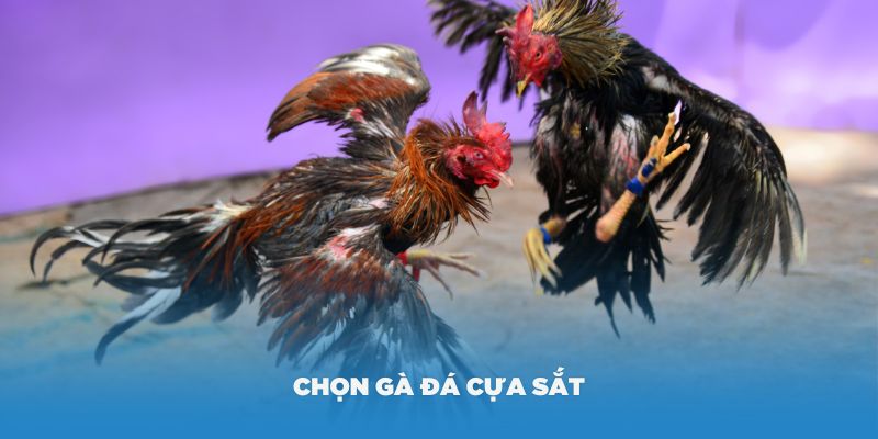 Cách chọn gà đá cựa sắt hay khi xem tướng