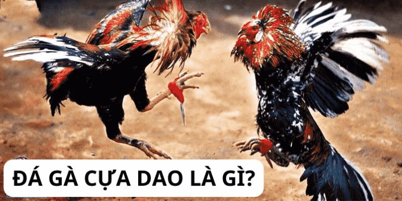 Giới thiệu về đá gà cựa dao là gì?