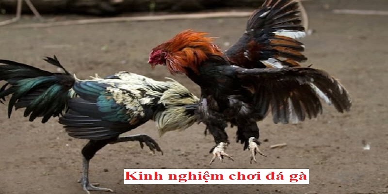 Kinh nghiệm cá cược đá gà cựa dao thắng lớn 100%