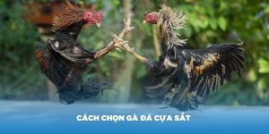 Cách chọn gà đá cựa sắt hay