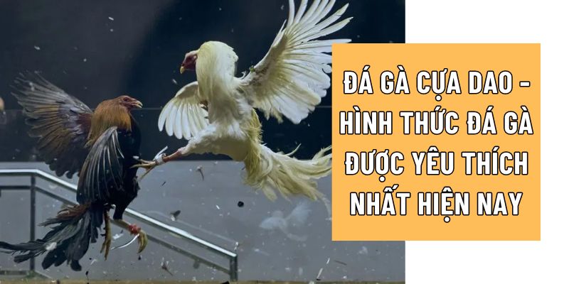 Vì sao gà đá cựa dao lại được yêu thích?